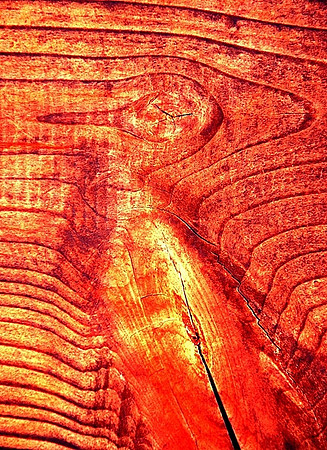 꿈꾸는 새 (Dreaming Bird)