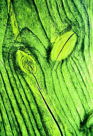 싹트다 (Sprout)